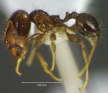 Media type: image;   Entomology 34192 Aspect: habitus lateral view